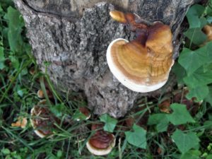 tree roots - fungi