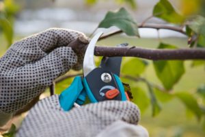 tree pruning - cutters