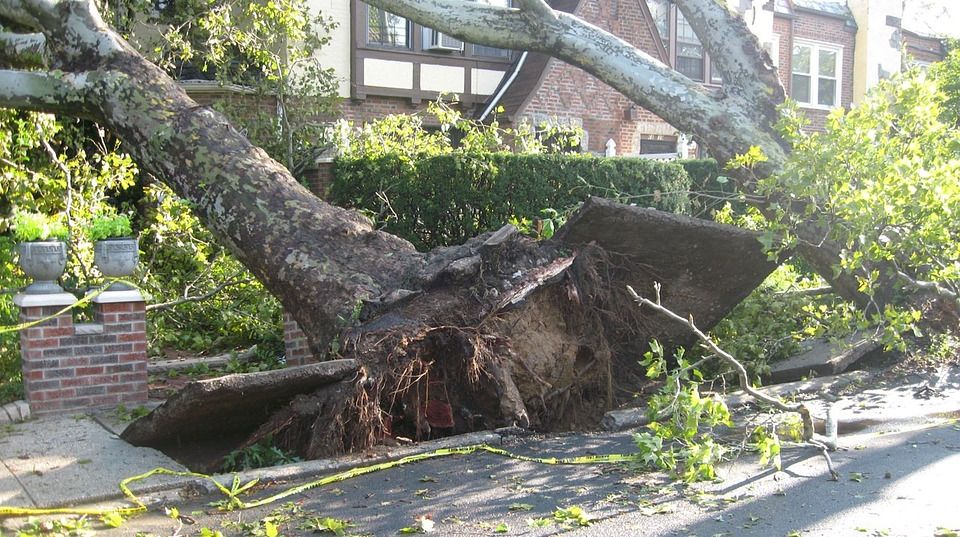 Fallen Tree Removal