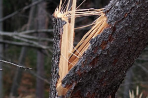 Fallen Tree, Emergency Tree Dunwoody GA , Removal-Insurance Claim