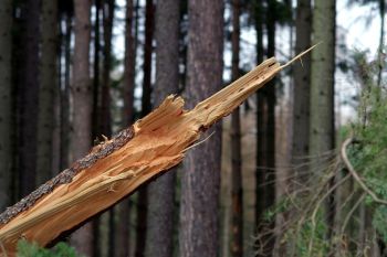 Fallen Tree, Emergency Tree, Removal-Insurance Claim