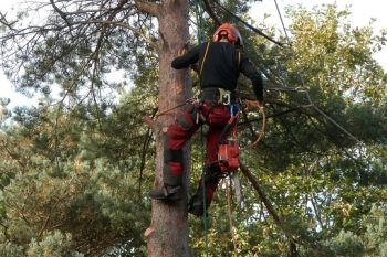 Tree Prunning and Trimming