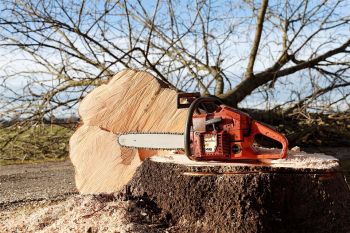 Tree cutters in the outlet area