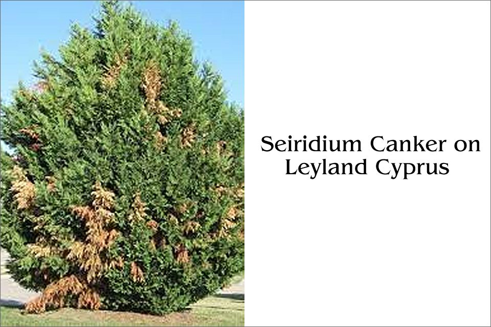 Seridium Canker on Leyland Cyprus