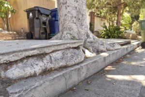 Tree Care Guide for Property Managers