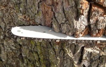 Tree Services Smyrna GA, Tree Cutters Austell