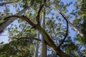 Fallen Tree, Emergency Tree, Removal-Insurance Claim Austell GA