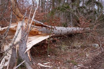 Emergency Tree Services in Norcross GA