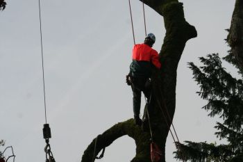Crane Tree Services in Norcross GA