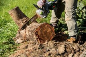 Tree Remove / Tree Cutters Buckhead GA