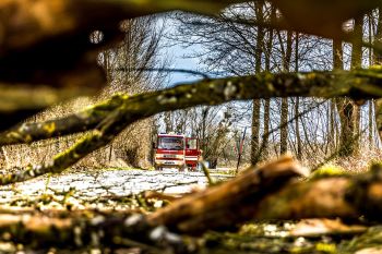 Emergency Tree Services in Buckhead GA