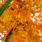 How to Prune a Japanese Maple