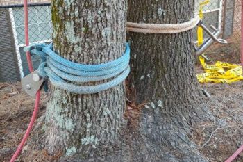 Tree Remove / Tree Cutters Suwanee GA