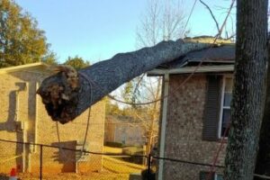 Emergency Tree Services in Suwanee GA