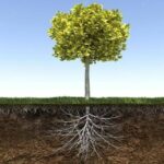 Prepare Trees For the Spring | Healthy Tree Growth | Vibrant Trees