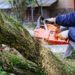 Tree Pruning | Tree Trimming | Tree Health