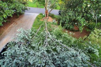 Fallen Tree, Emergency Tree Decatur GA , Removal-Insurance Claim
