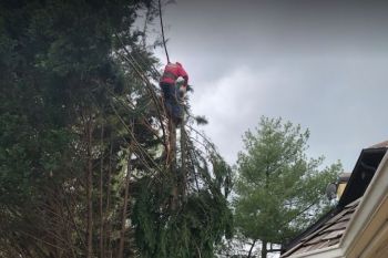 Crane Tree Removal Decatur GA