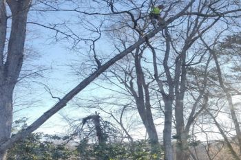 Emergency Tree Services in Kennesaw GA