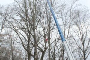 Crane Tree Removal Kennesaw GA