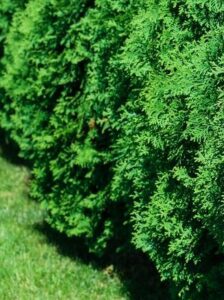 Best Trees for a Privacy Fence