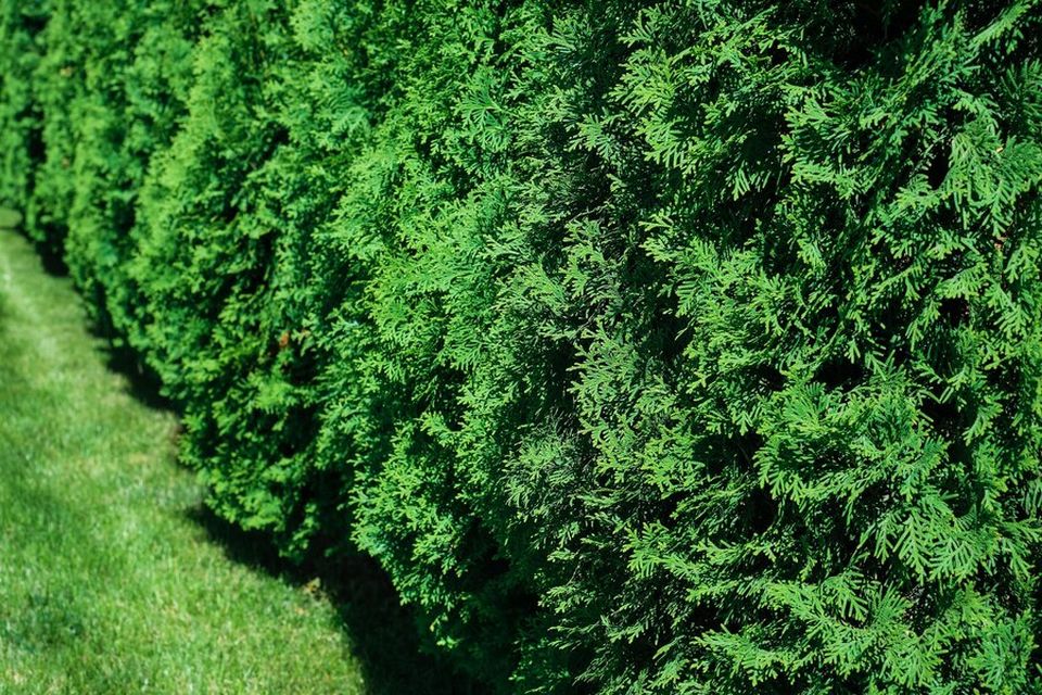 Best Trees for a Privacy Fence