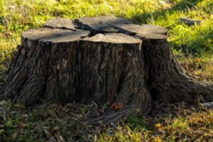 Stump Grinding Importance and Cost