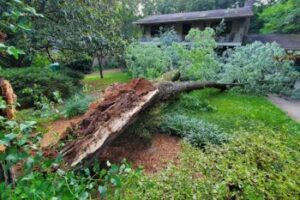 Emergency Tree Services in Avondale Estates GA