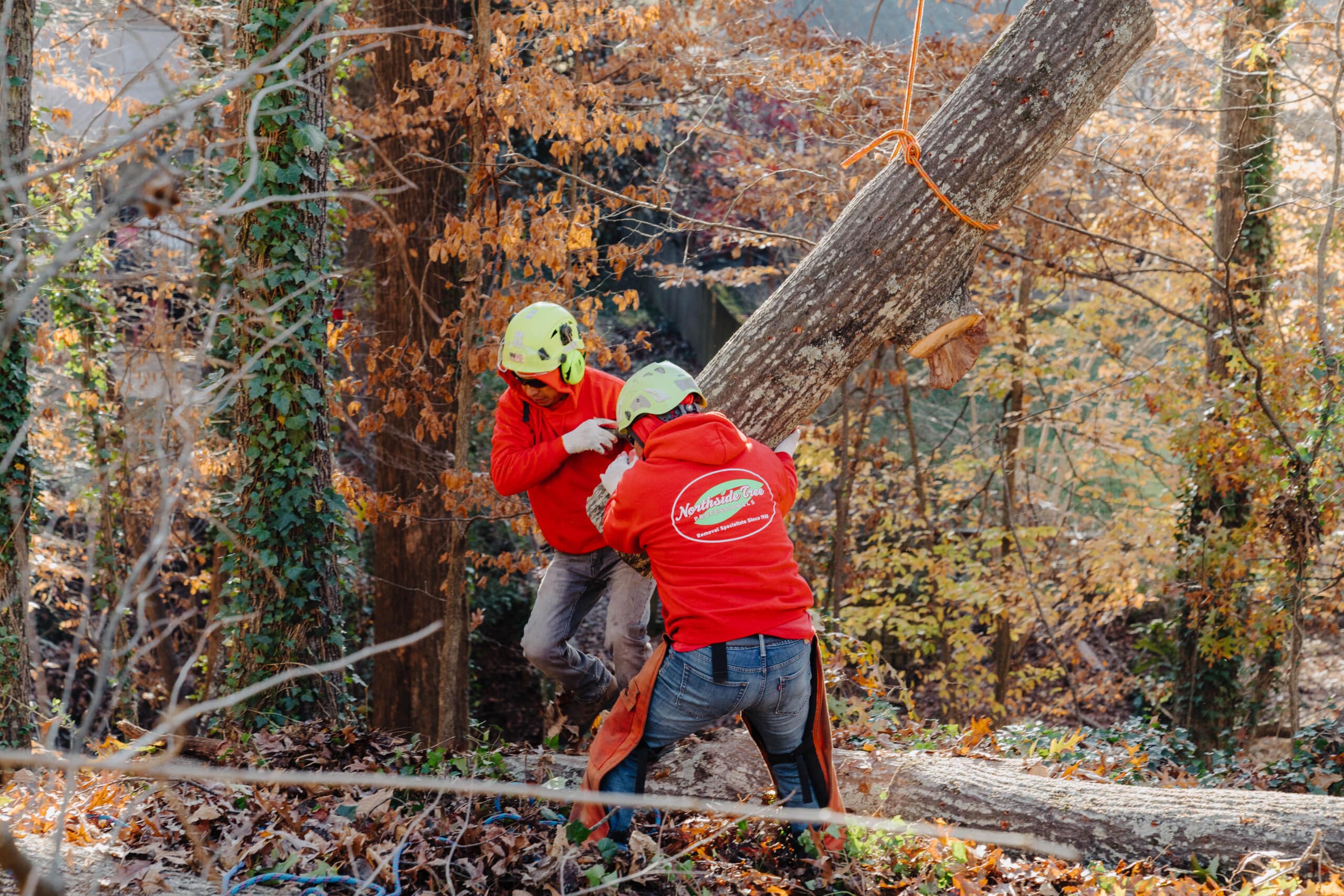 Two professionals performing emergency tree removal in a wooded area.