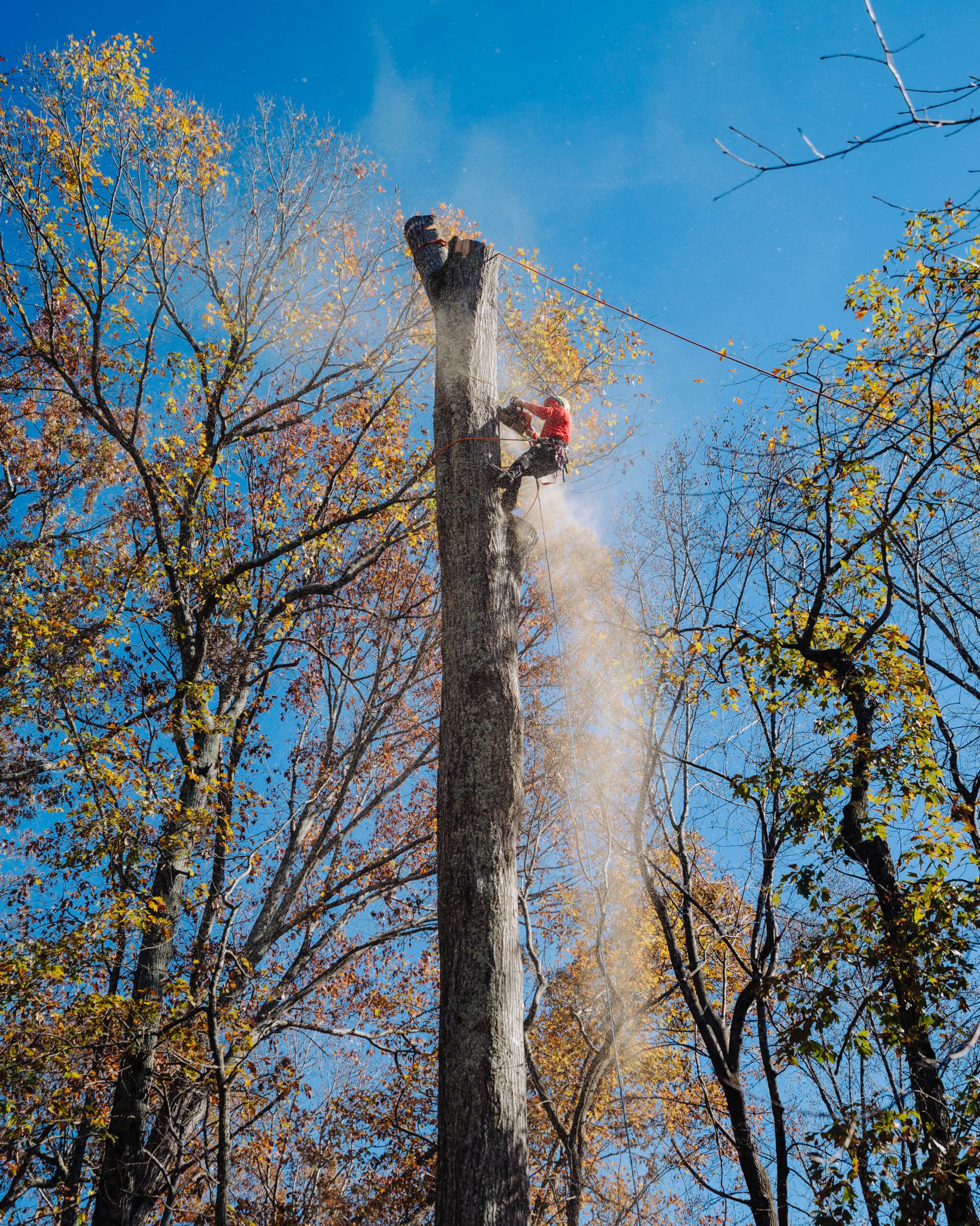 Arborist performing an emergency tree service in a forest during autumn.