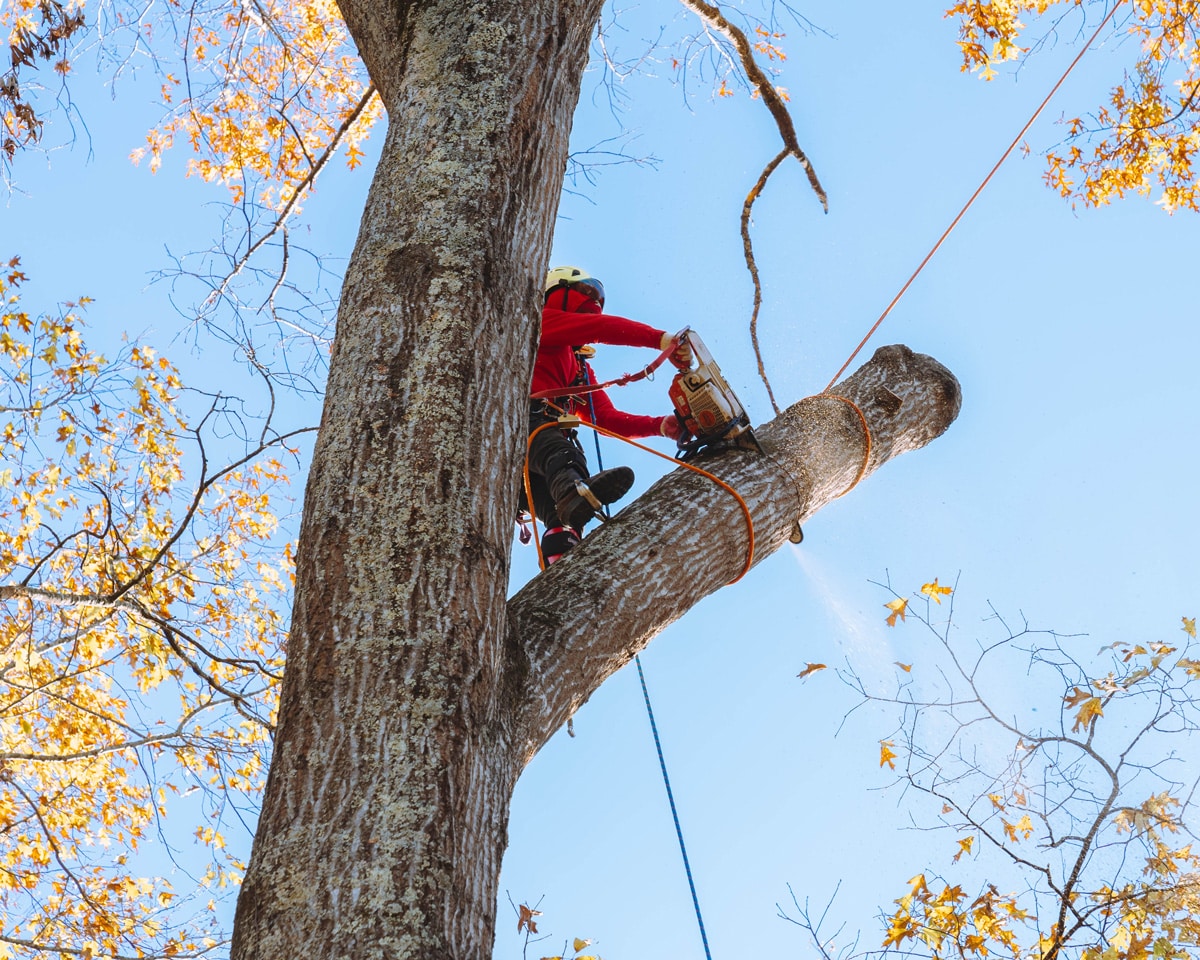 Northside Tree Professionals technician using specialized industry tools and gear to carefully remove part of a tree.