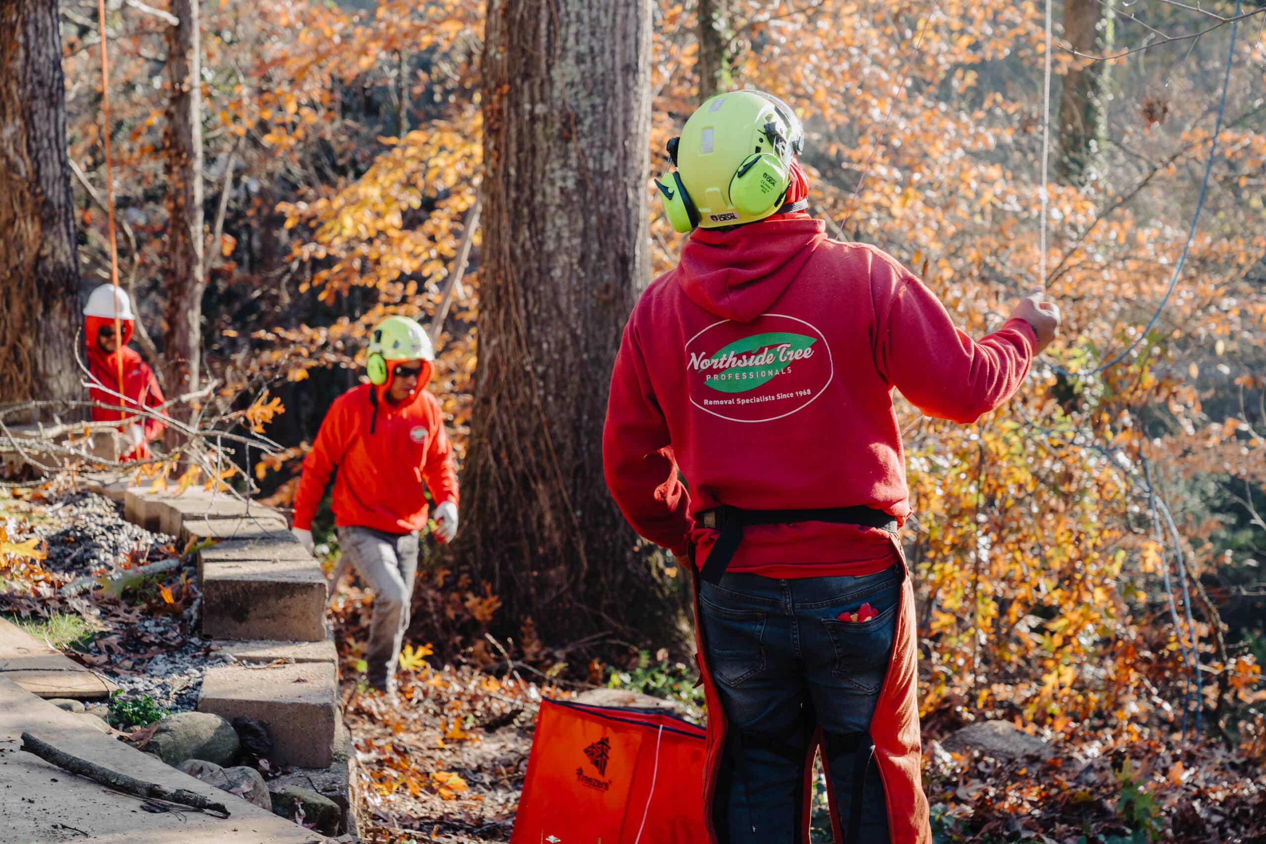 A professional arborist from Northside Tree Professionals trimming branches of a healthy tree, illustrating tree maintenance and preservation.