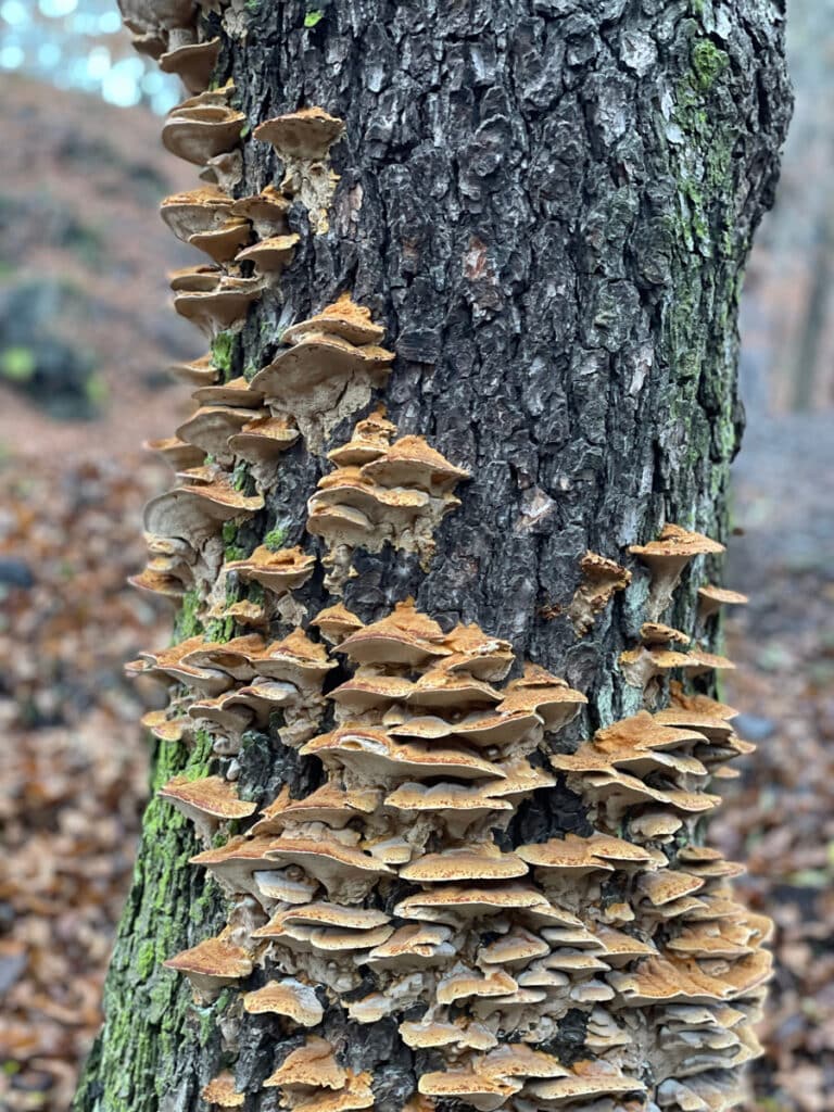 Close-up of a tree trunk with clusters of bracket fungi growing along the bark, a clear sign of internal decay and poor tree health.