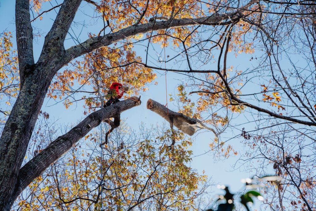 Certified arborist cutting and removing a large tree limb as part of an emergency tree removal service in Atlanta.