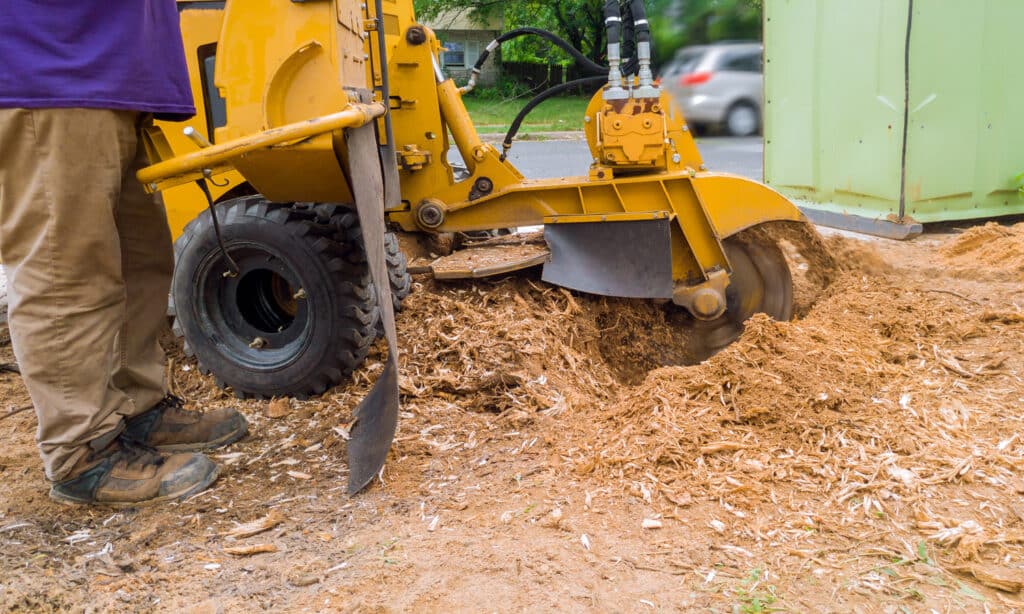 Stump grinding equipment being used by a professional.