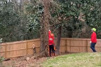 Tree Removal Powder Springs GA / Tree Cutter Powder Springs GA