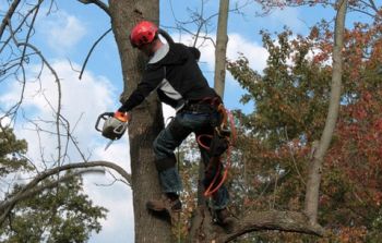 A person wearing safety gear and a helmet uses a chainsaw to cut branches while climbing a tree. The individual is equipped with climbing ropes, and the background shows a partly cloudy sky and autumn foliage.