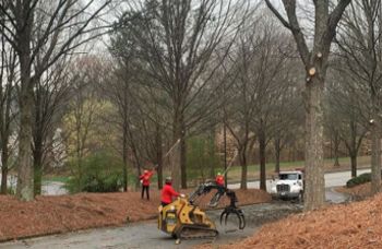 Tree Trimming Avondale Estates GA