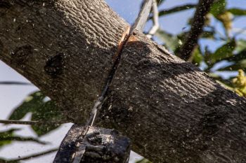Tree Trimming in Milton GA