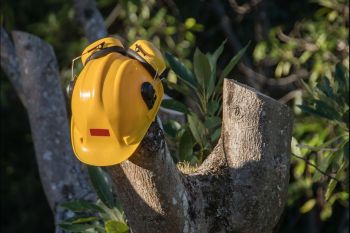 Tree Trimming in Alpharetta GA