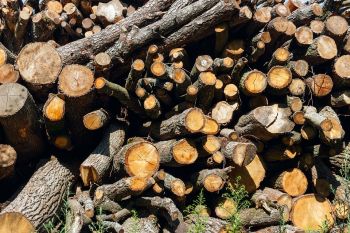 Tree Trimming Norcross GA