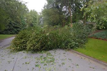 A large fallen tree blocks a residential street, with branches and leaves scattered across the pavement. Lush green trees and grass line the surrounding area.
