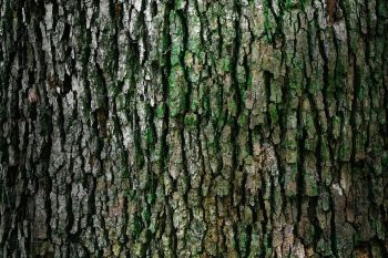 Arborist in Alpharetta GA