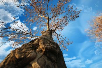 Arborist in Milton GA