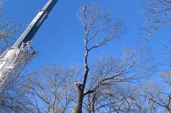 A crane lifts a large tree branch while a worker in safety gear stands on the tree trunk, surrounded by leafless trees against a clear blue sky.