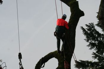 A person wearing a helmet and bright safety jacket uses climbing gear and ropes to work high up in a large tree, likely performing tree maintenance or removal.