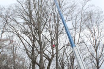 A cherry picker lifts a worker high among tall, leafless trees, possibly for trimming branches or maintenance, on a cloudy day.
