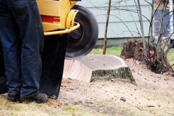Stump Grinding Milton GA