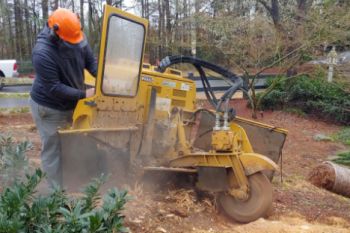 A person wearing an orange helmet operates a yellow stump grinder, producing wood chips and dust while removing a tree stump in an outdoor, wooded area.