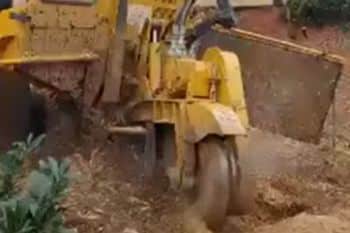 A yellow stump grinder machine is in action, grinding a tree stump into wood chips on a dirt surface, with some greenery visible in the foreground.